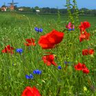 Feldrand mit roten Klatschmohnblüten ...