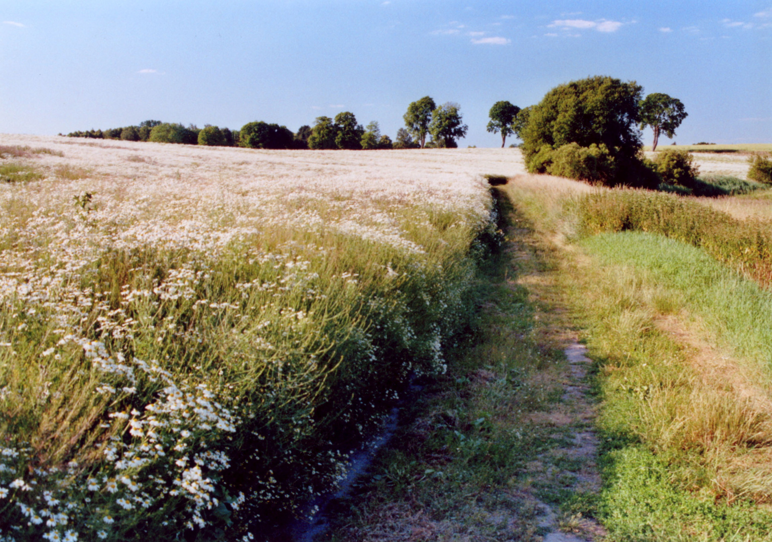 Feldrandweg