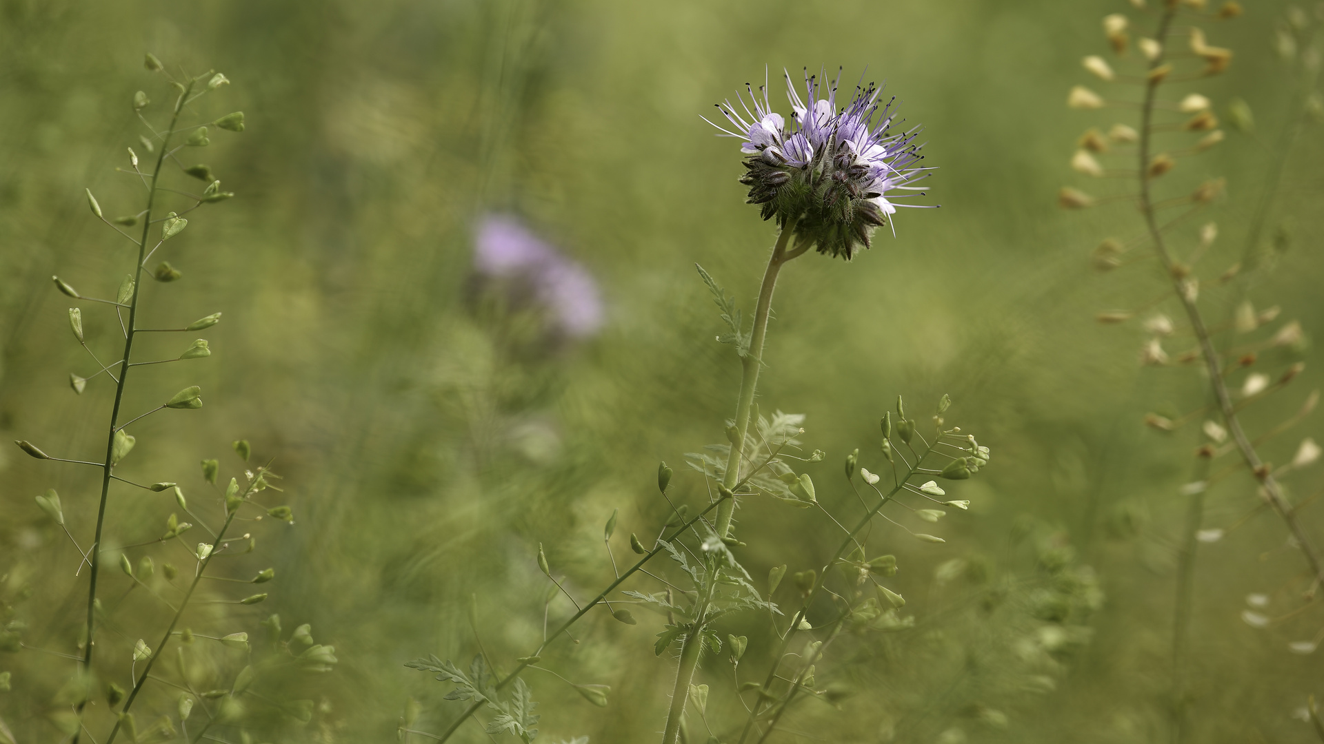 Feldrandzauber .... So ist Sommer