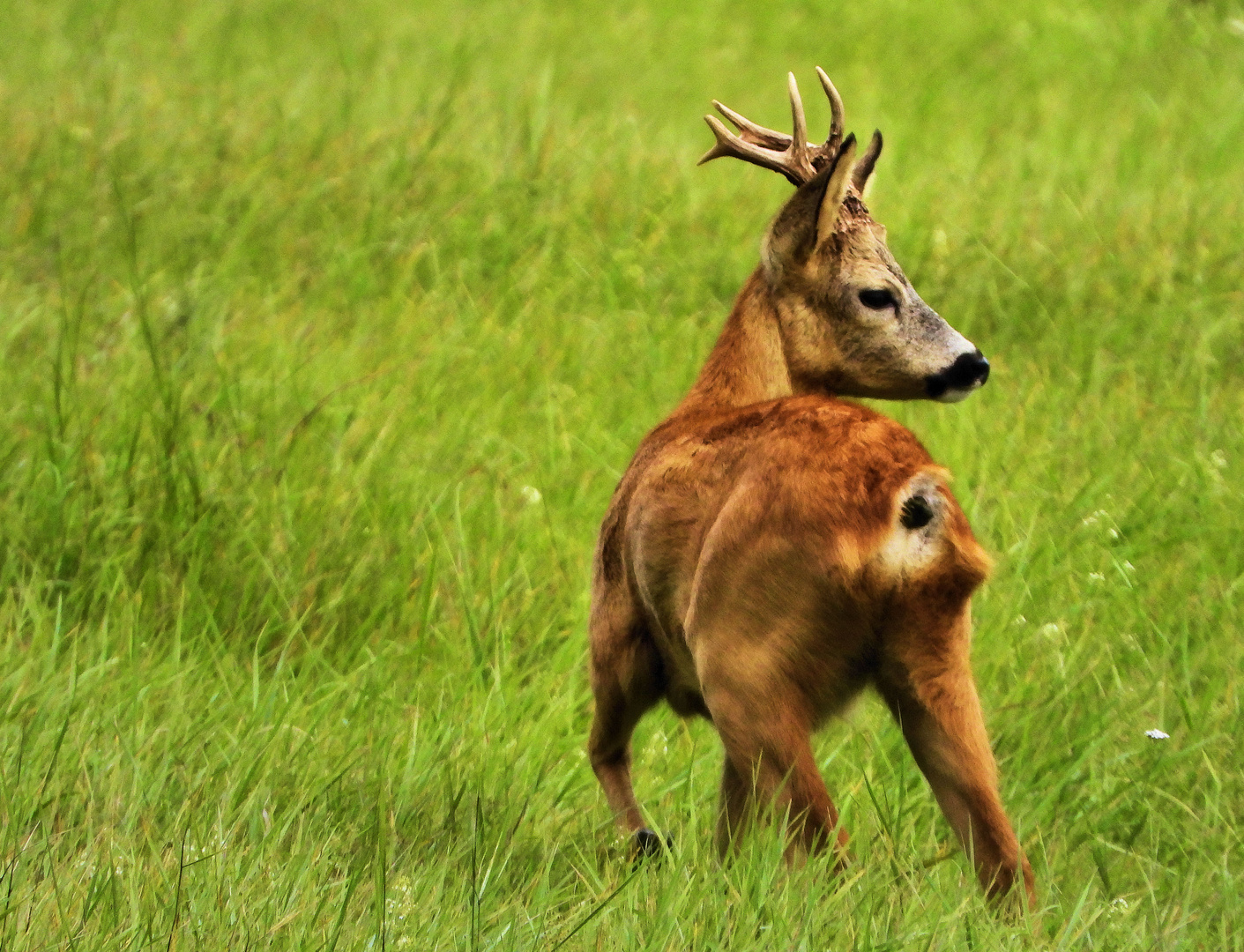 Feldrehbock  auf der Wiese