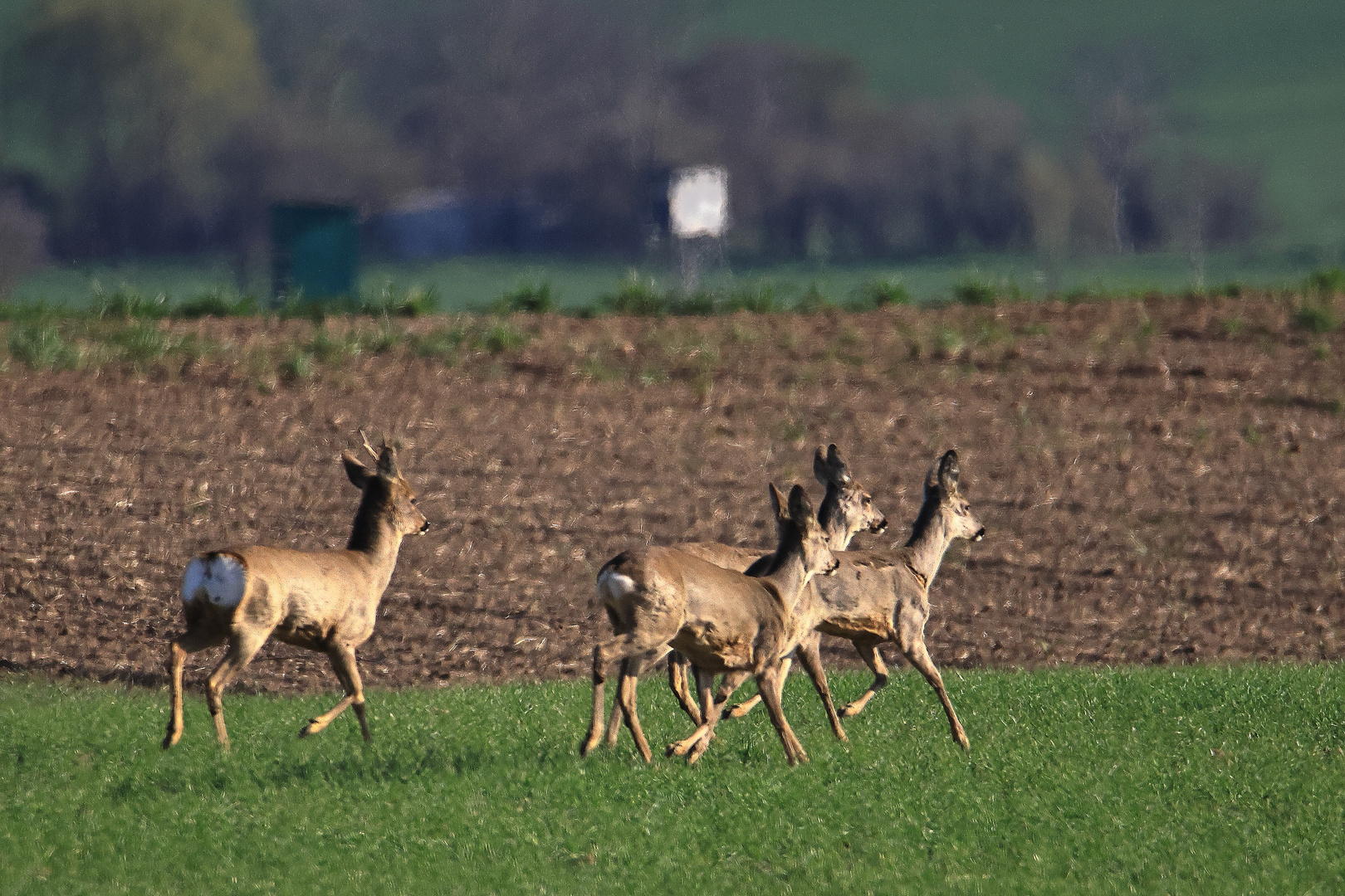 Feldrehe (Capreolus capreolus)