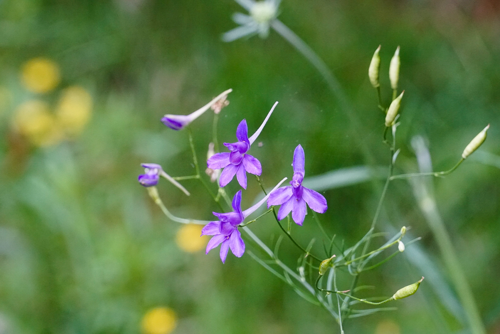 Feldrittersporn 2 (Consolida regalis)