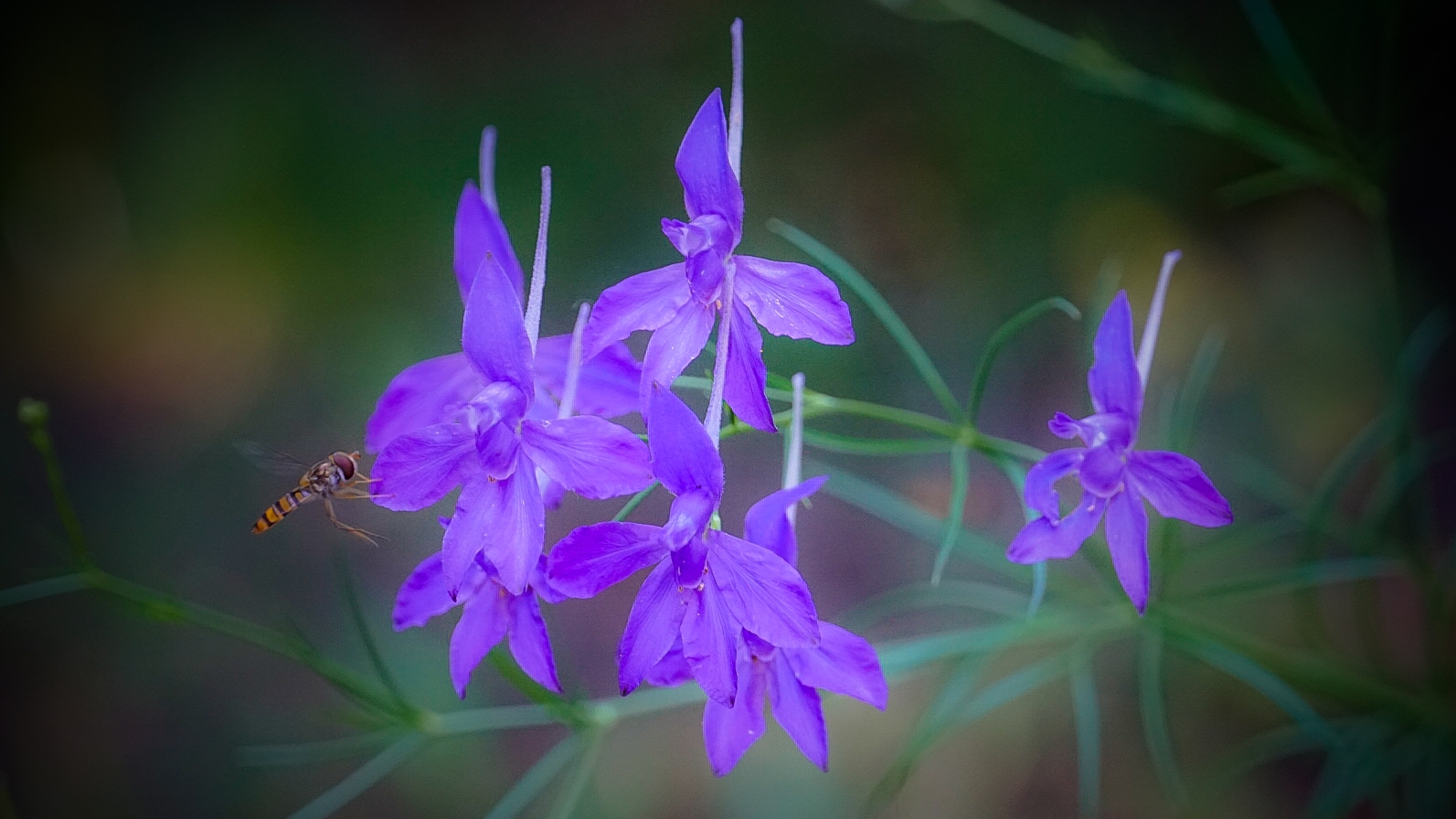 Feldrittersporn (Consolida regalis) 