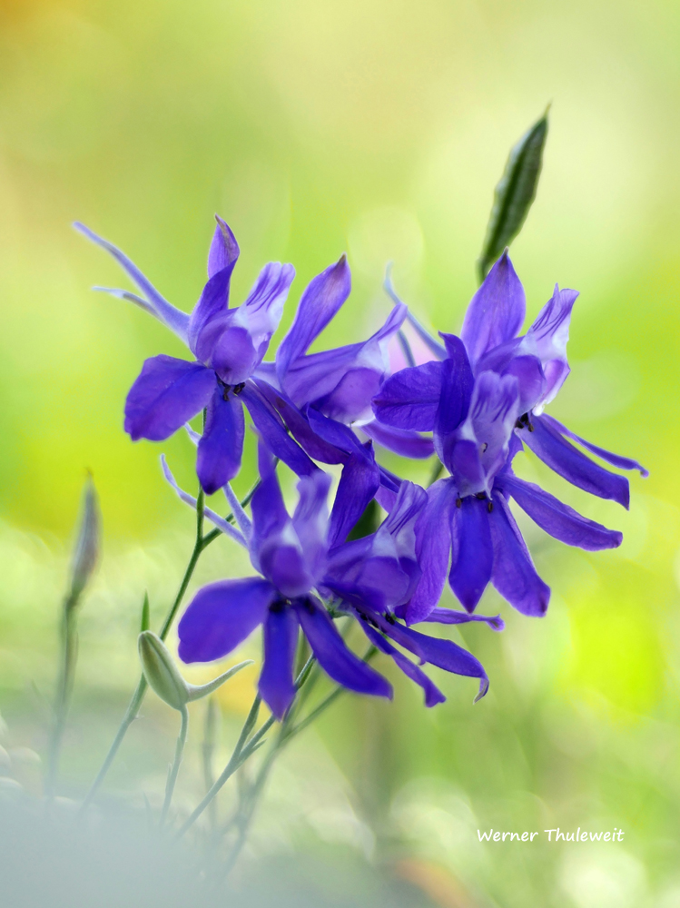 Feldrittersporn, (Consolida regalis)