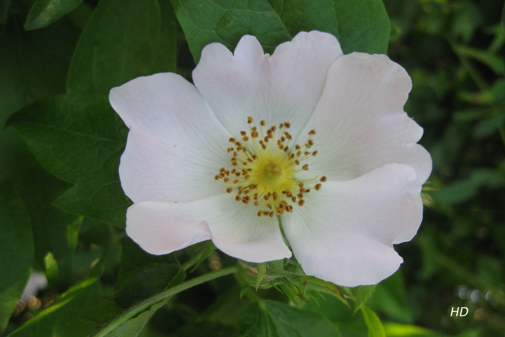 Feldrosenblüte (Rosa arvensis)