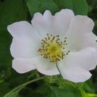 Feldrosenblüte (Rosa arvensis)