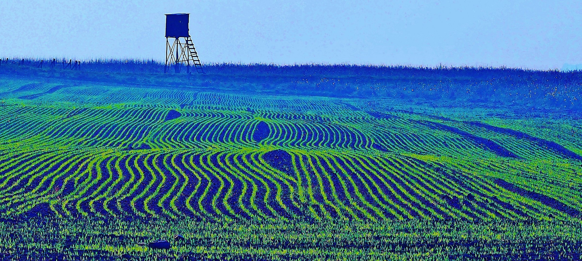 Feldsaat in blauer Stunde