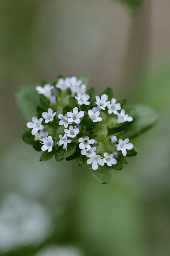 Feldsalat in Blüte