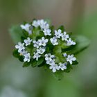 Feldsalat in Blüte