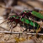 *Feldsandläufer (Cicindela campestris)*