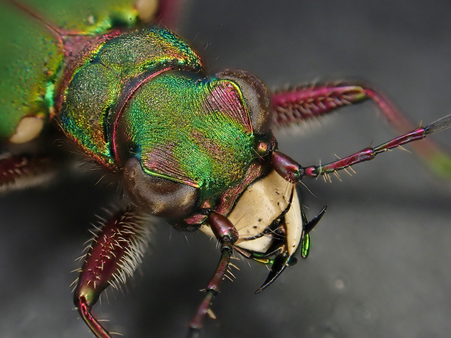 Feldsandläufer (Cicindela campestris)