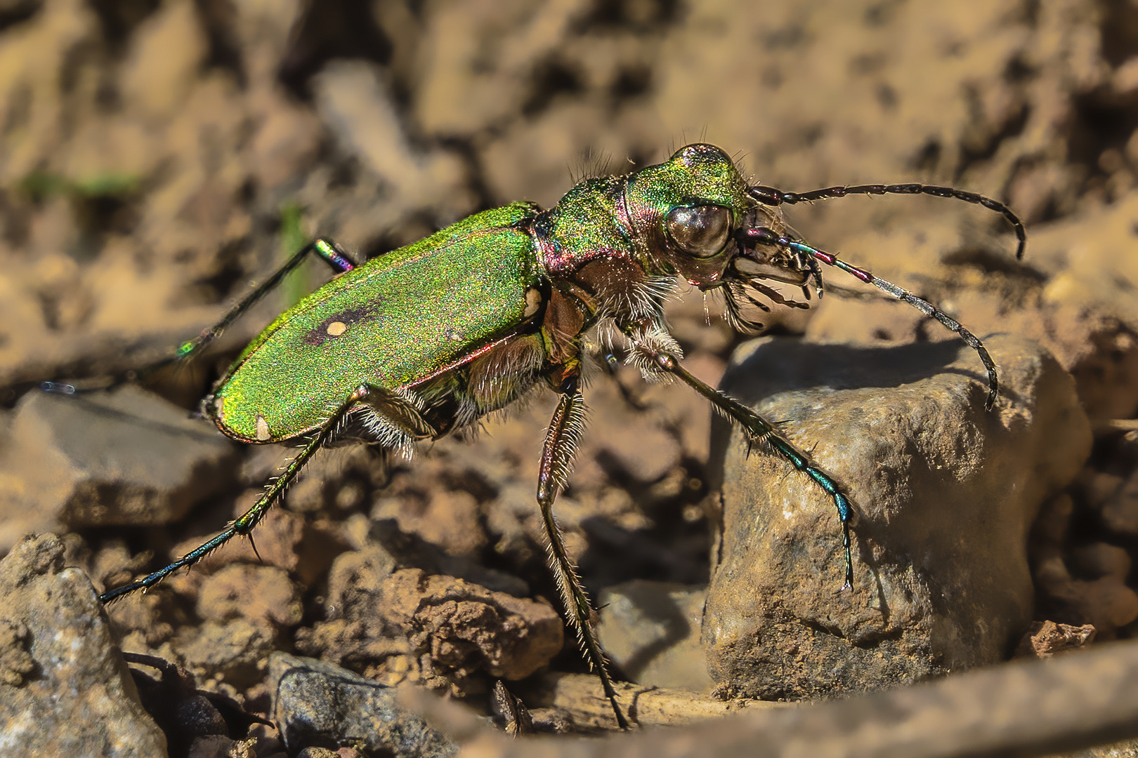 Feldsandläufer oder auch Feld-Sandlaufkäfer