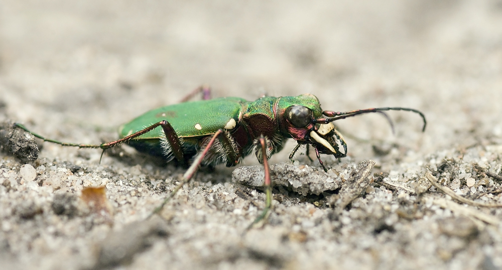 Feldsandlaufkäfer