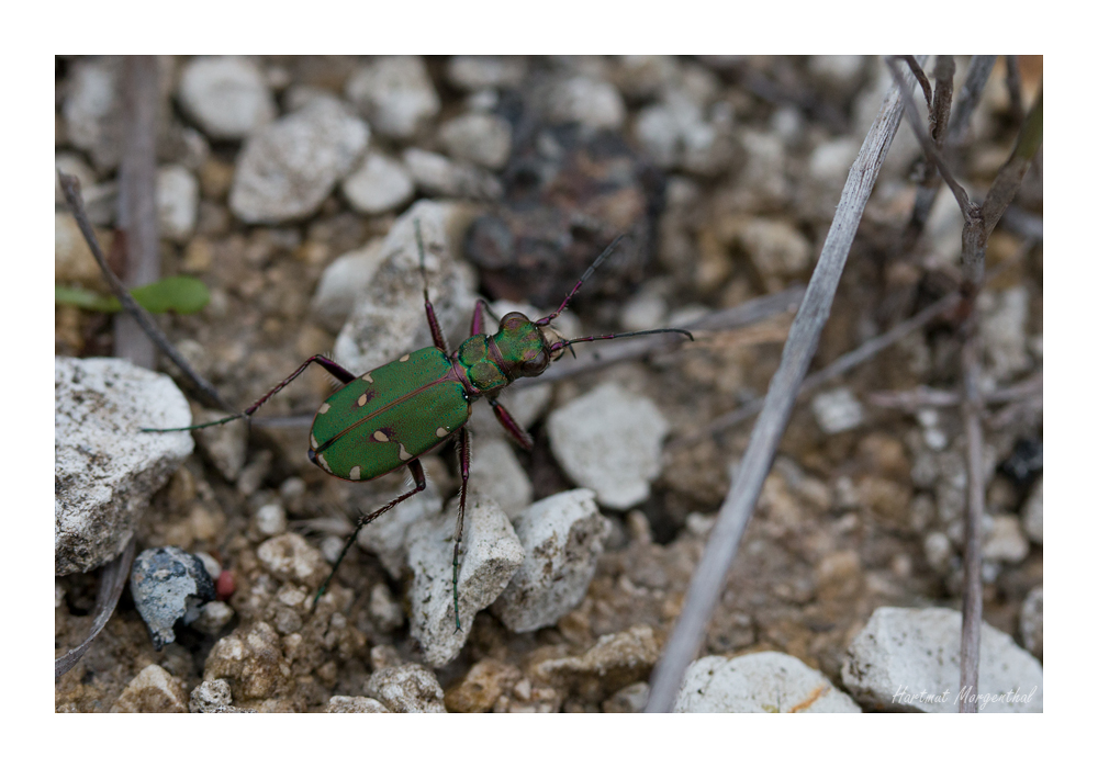 Feldsandlaufkäfer