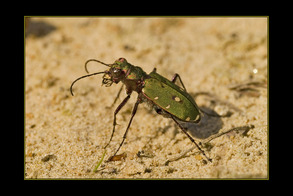 Feldsandlaufkäfer...