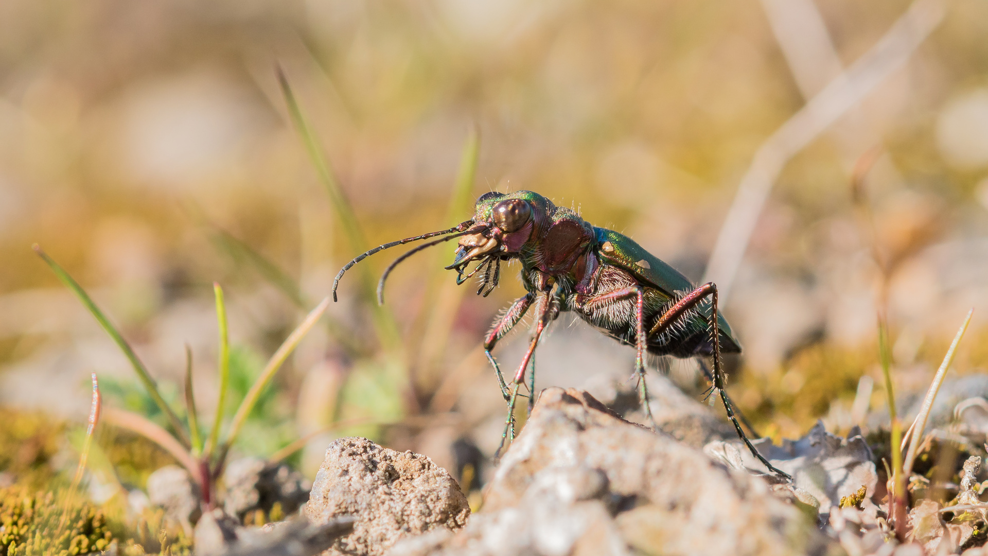 Feldsandlaufkäfer