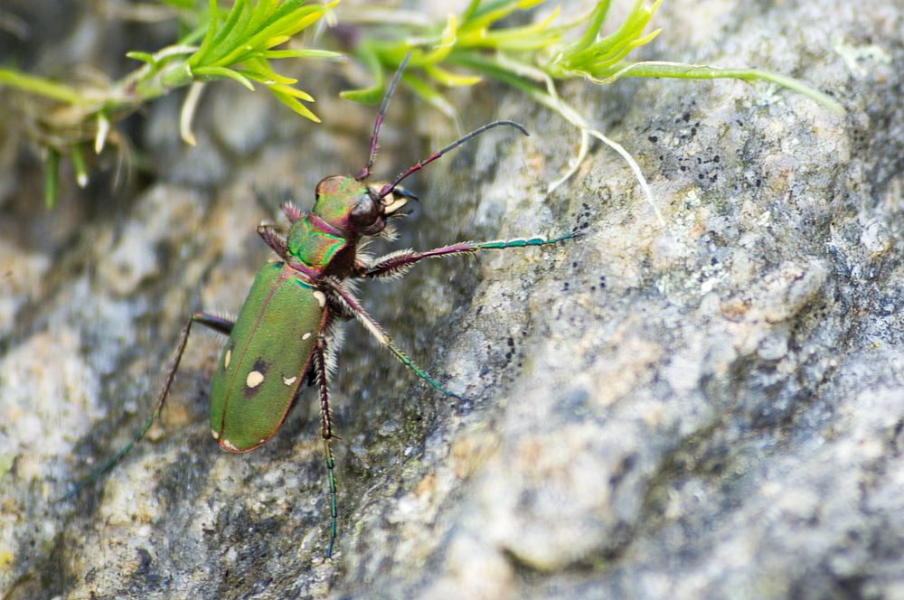 Feldsandlaufkäfer