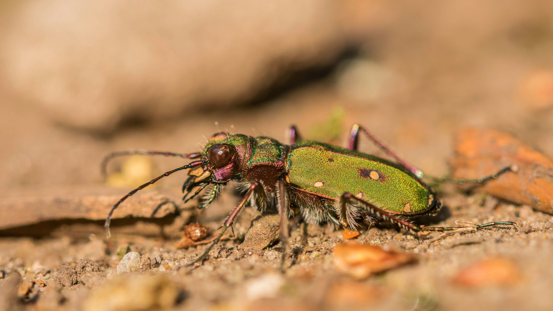 Feldsandlaufkäfer