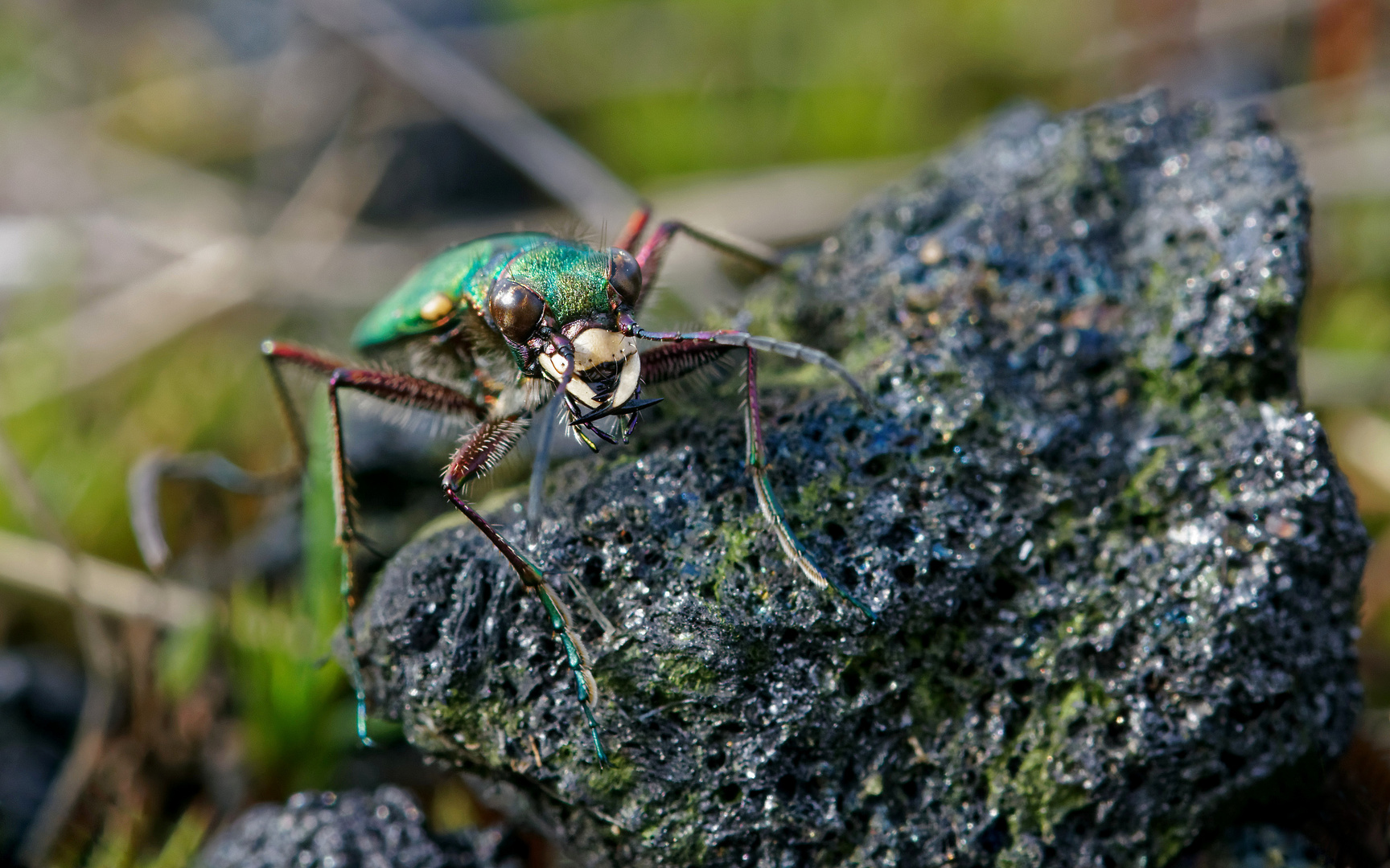 Feldsandlaufkäfer auf schwarzem Gold