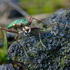 Feldsandlaufkäfer auf schwarzem Gold