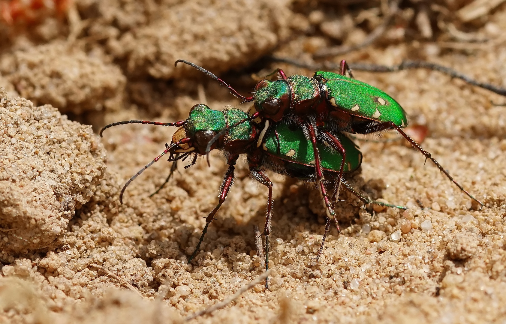 Feldsandlaufkäfer (Cicindela campestris)