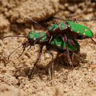 Feldsandlaufkäfer (Cicindela campestris)