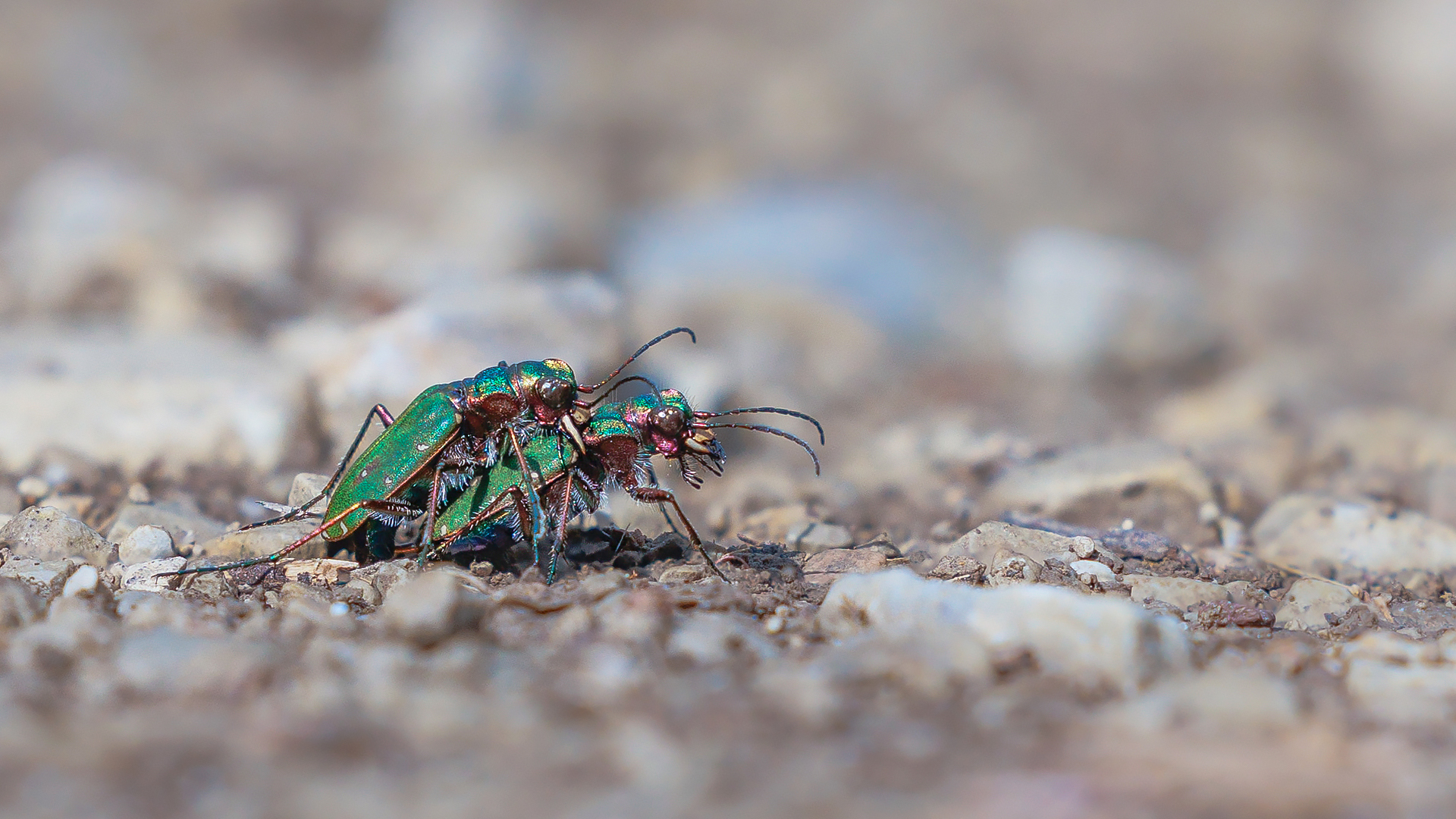 Feldsandlaufkäfer (Cicindela campestris)