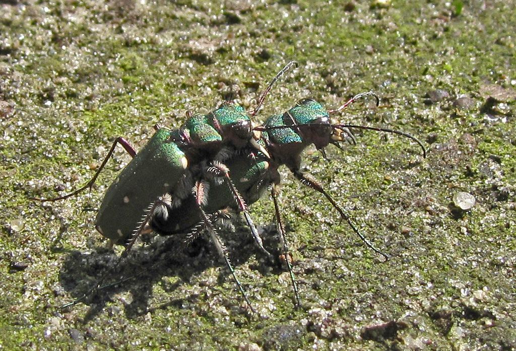 Feldsandlaufkäfer (Nur Doku)