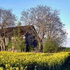 Feldscheune mit Blick in die Börde .  .  .