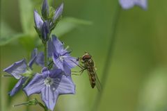 Feldschwebfliege