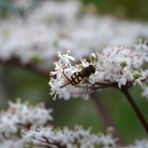 Feldschwebfliege auf schwarzem Holunder