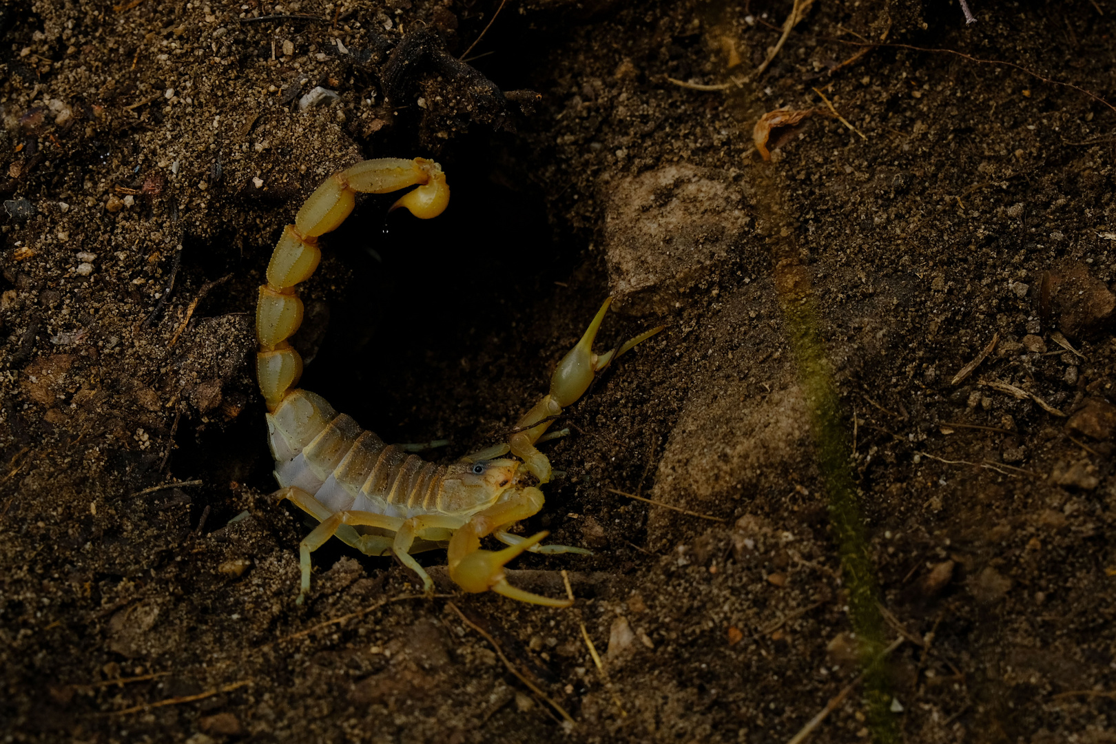 Feldskorpion (Buthus occitanus) vor seiner Höhle