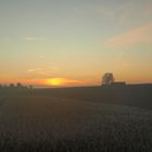 Feld,Sonne,Bäume