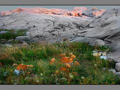 feldspar-quartz-mica ( Paggys Cove granite rocks)