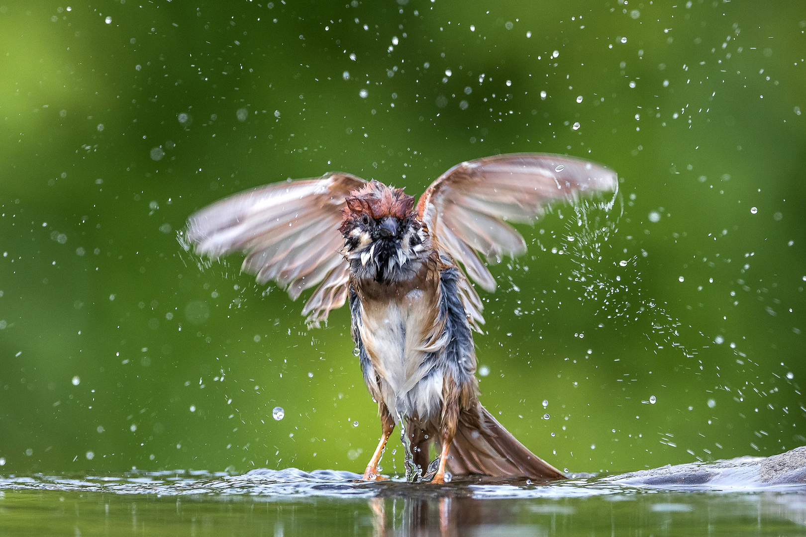 Feldspatz am baden