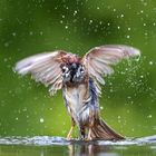 Feldspatz am baden