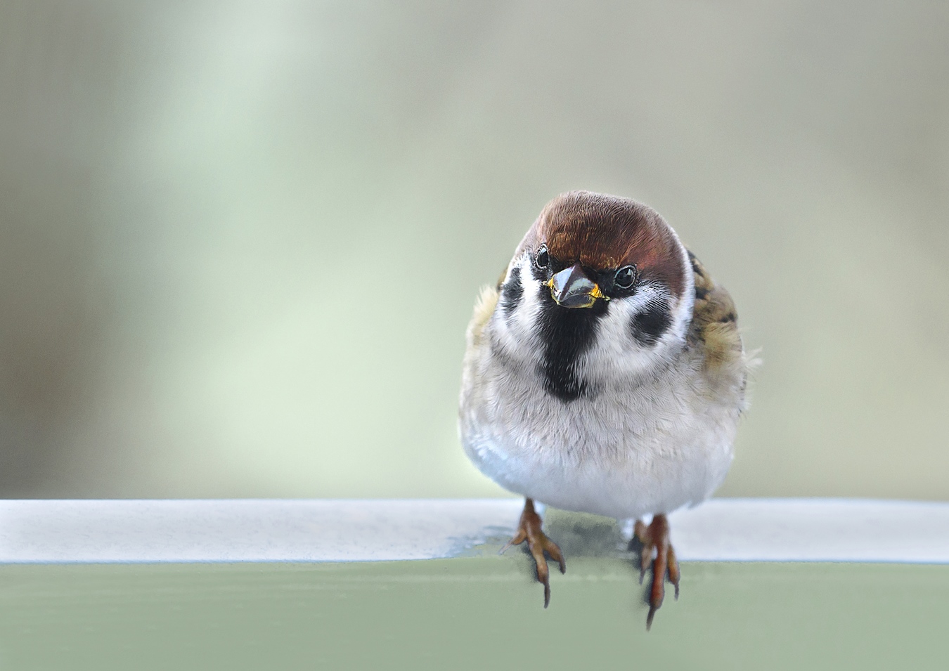 Feldspatz auf'm Balkon