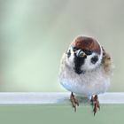 Feldspatz auf'm Balkon