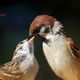 Feldspatz beim Fttern des Jungvogels