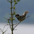 Feldspatz im Vorfrühling