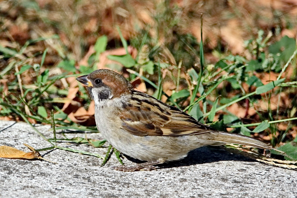 Feldsperling