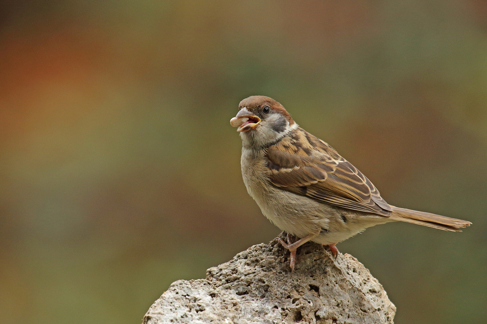 Feldsperling