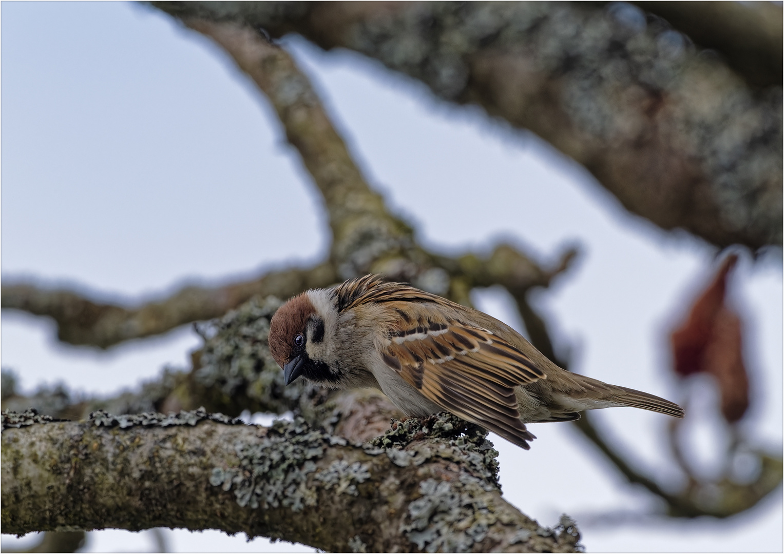 Feldsperling …