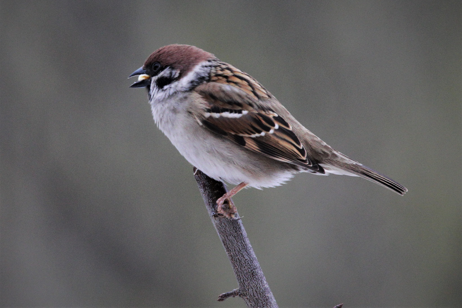 Feldsperling