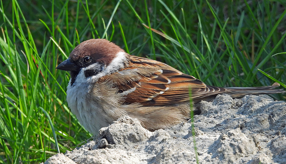 Feldsperling