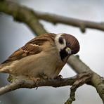 Feldsperling 5/09 - Was guckst Du ;-)