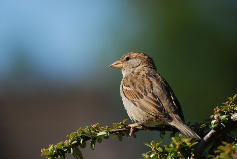 Feldsperling