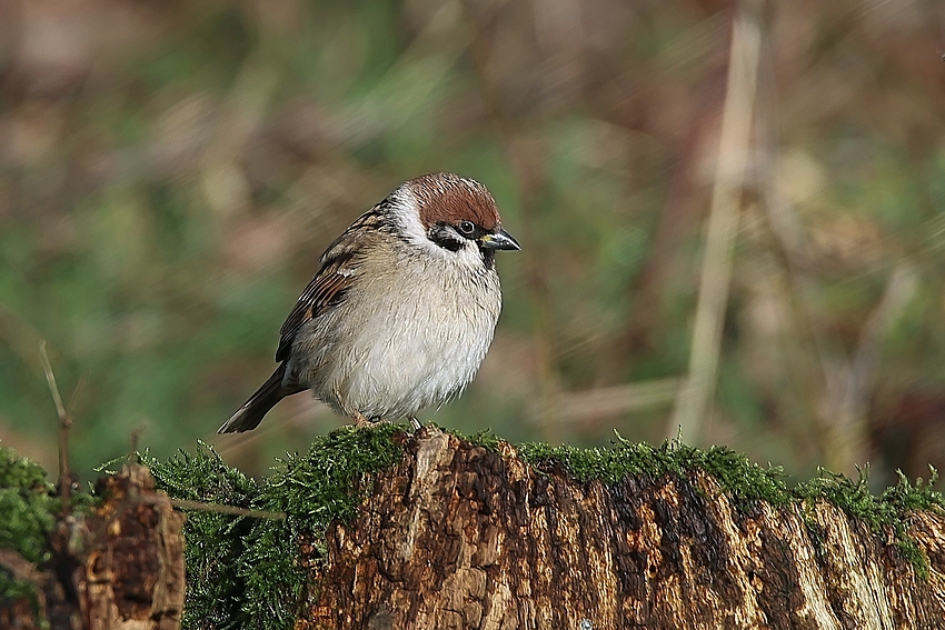 Feldsperling