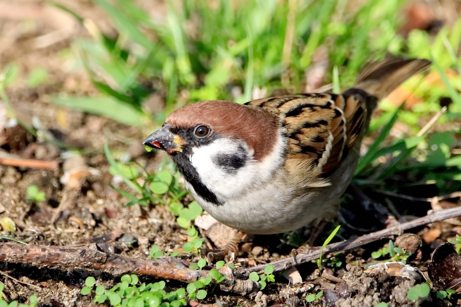 Feldsperling