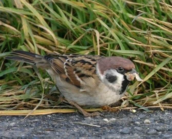 Feldsperling